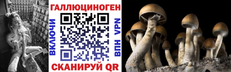Купить где  Зея  Псилоцибиновые грибы Cubensis 